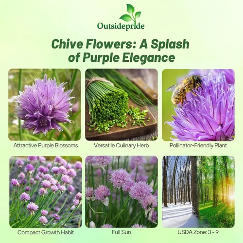 Vista 2 de Outsidepride Semillas de jardín de hierbas de cebollino perenne de 1 oz para microverdes, brotes y cocina
