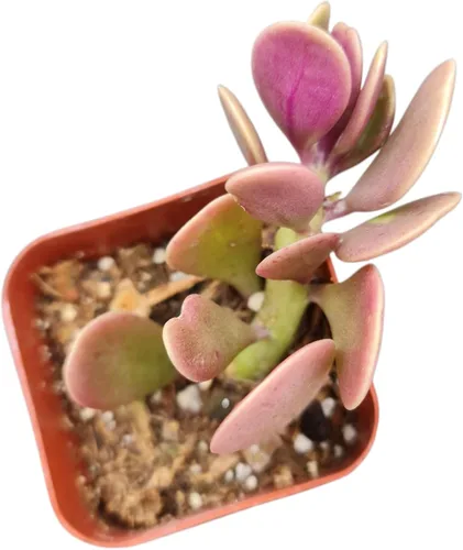 Vista 7 de Plantas de cactus suculentas vivas (2 pulgadas Opuntia Microdasy Golden Swirl Monstrose)