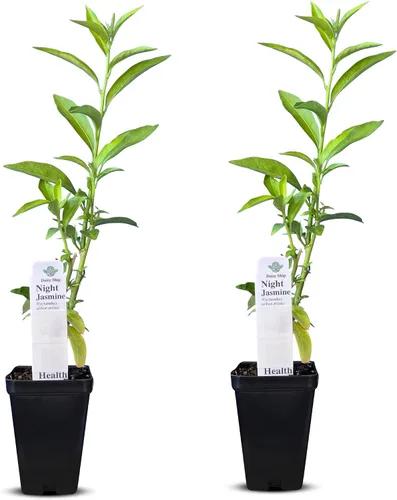 Vista 29 de Plantas de aloe coral (Aloe striata) - Suculenta viva con llamativos bordes rosados y hojas lisas y planas para jardinería en interiores