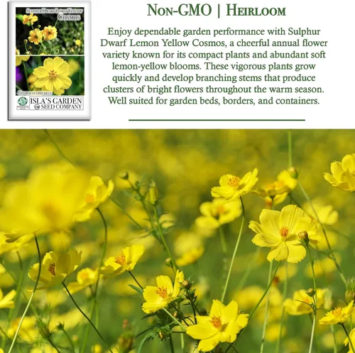 Vista 3 de Semillas de flores de cosmos enano de azufre "amarillo limón" para plantar, más de 100 semillas de reliquia por paquete, semillas sin OMG