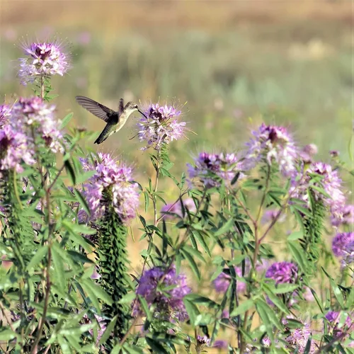 Vista 6 de Eden Brothers Cleome Seeds - Cherry Queen