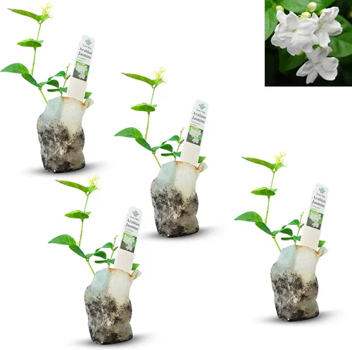 Vista 46 de Plantas de aloe coral (Aloe striata) - Suculenta viva con llamativos bordes rosados y hojas lisas y planas para jardinería en interiores