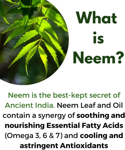 Vista 6 de Cápsulas de corteza de Neem de 400 mg de polvo orgánico de corteza de neem molido fresco cultivado en Estados Unidos, 120 unidades y fabricado