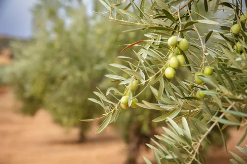 Vista 6 de Seasons AOVE Arbequina Aceite de Oliva Virgen Extra – Aceite de oliva español suave y mantecoso, prensado en frío para cocinar, aderezos y inmersión