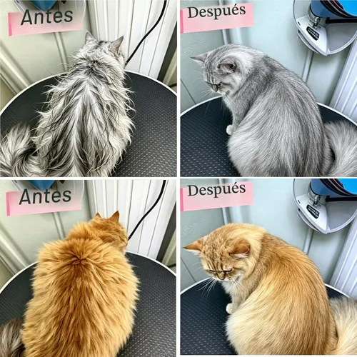Vista 5 de Peine para gatos, peine de perro, herramienta de aseo de peine de madera maciza para gatos, perros y conejos..