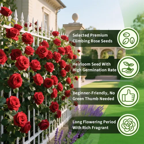 Vista 3 de Más de 200 semillas de rosas rojas trepadoras para plantar al aire libre, flores ornamentales trepadoras rosas arbustos trepadoras de larga floración