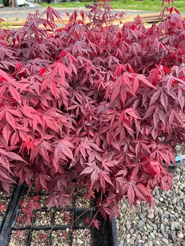 Vista 2 de Bloodgood Árbol de arce japonés rojo - Planta viva de 2 años - Acer palmatum 'Bloodgood' por - Japanese Maples and Evergreens