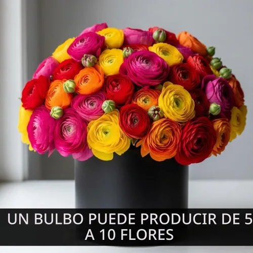 Vista 2 de Bulbos de Ranúnculos de Colores Mixtos para Plantar - Se envía desde Iowa, EE. UU. (5 Bulbos)