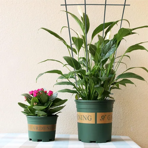 Vista 3 de Paquete de 2 pequeños enrejados de jardín para plantas trepadoras, plantas en maceta de hierro, soporte para el cultivo de plantas trepadoras