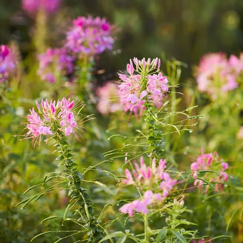 Vista 2 de Eden Brothers Cleome Seeds - Cherry Queen
