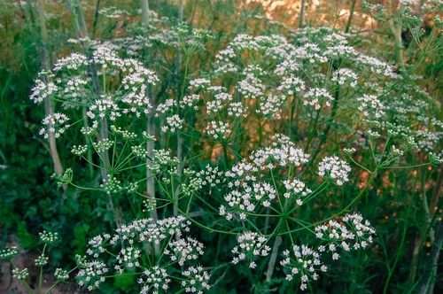 Vista 7 de Plant Good Seed Semillas de anís, paquete de 125 semillas tradicionales para plantar hierbas y flores, suministros de jardinería, flores silvestres
