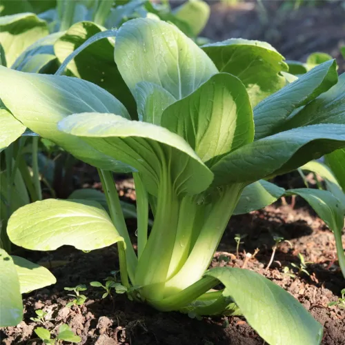 Vista 8 de Pak Choi (Bak Choi) (100 semillas)