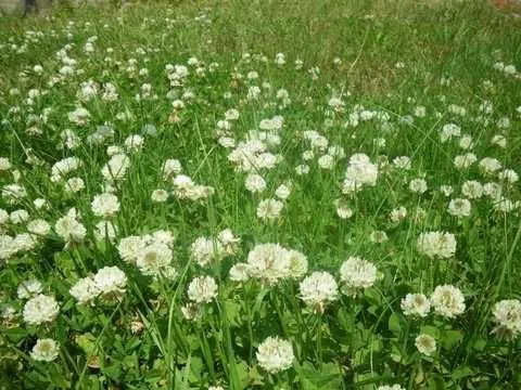 Vista 2 de SeedRanch Semillas de trébol holandés blanco con recubrimiento nitro e inoculadas - 5 libras