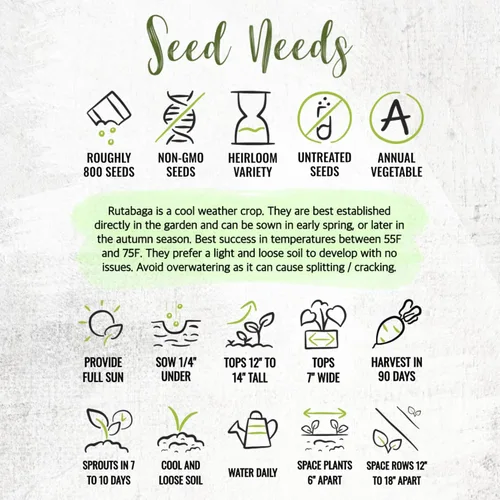 Vista 7 de Seed Needs Purple Top Rutabaga Seeds to Plant Heirloom & GMO 1 paquete