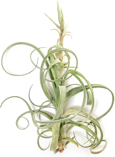 Vista 5 de Air Plant Shop Tillandsia Curly Slim (T. Intermedia x T. Streptophylla) - Planta de aire - Suculentas - Tillandsia viva - Plantas