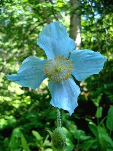 Vista 4 de Amapola azul del Himalaya Meconopsis Betonicifolia Flor Jocad (10 semillas)