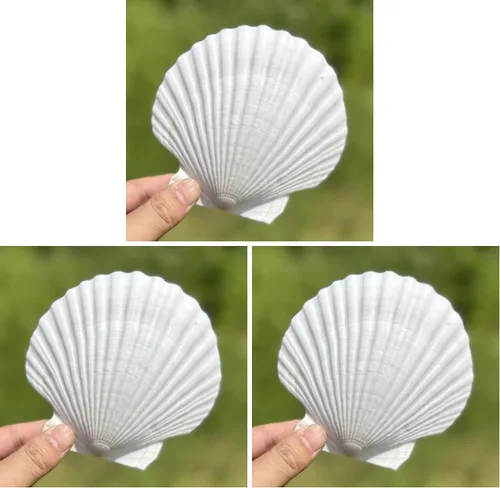 Vista 9 de Conchas marinas pequeñas y blancas en masa, conchas naturales para manualidades, decoración del hogar, relleno de jarrones
