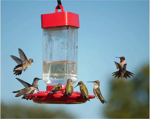 Vista 6 de Kaytee Comida para aves silvestres ElectroNectar de Colibrí, listo para usar, 64 onzas
