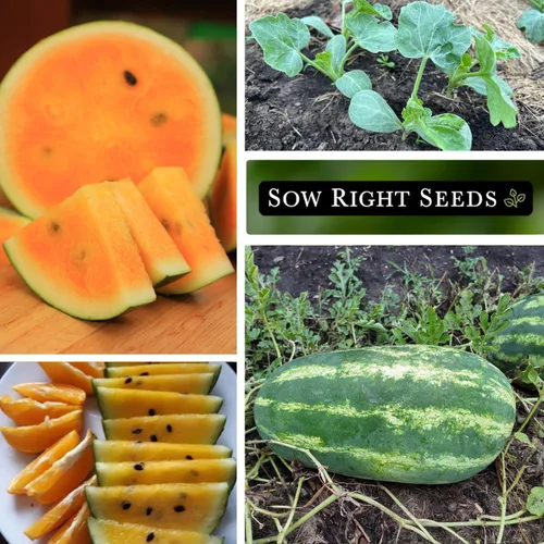 Vista 4 de Sow Right Seeds - Semillas de sandía Orangeglo para plantar - Paquete de reliquia sin OMG con instrucciones para plantar y cultivar un huerto