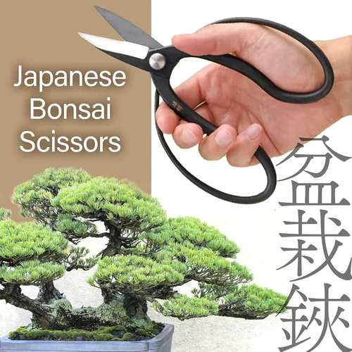 Vista 2 de YAMASAN KYOTO UJI Tijeras japonesas Suiryu Bonsái – Tijeras de podar tradicionales Hasami, herramientas japonesas de jardín de bonsái, fabricadas