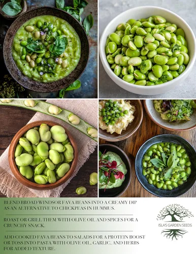 Vista 6 de Semillas de frijol Fava "Broad Windsor" para plantar, 25 semillas tradicionales por paquete, semillas de jardín de Isla