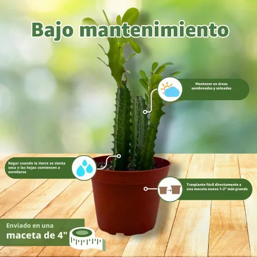 Vista 5 de BubbleBlooms Árbol de leche africano original, 4 pulgadas Euphorbia trigona verde