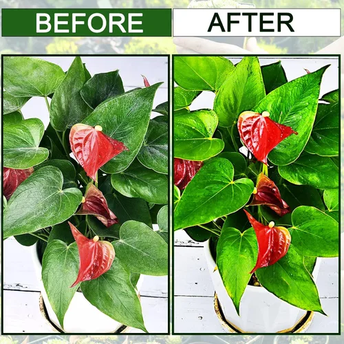 Vista 8 de Leopong Toallitas de limpieza de plantas, limpiador de hojas para plantas de interior, 80 toallitas