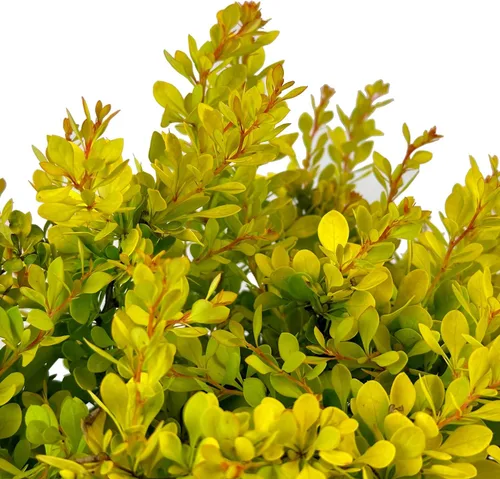 Vista 3 de Blooming & Beautiful - Golden Nugget Enano Agracejo Japonés - 3 gal - Monrovia - Arbusto de hoja caduca - Follaje amarillo dorado - Compacto - Zonas
