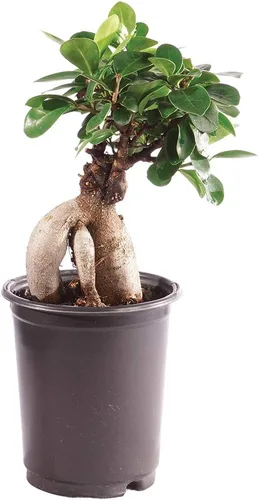 Vista 9 de Brussel's Bonsai Live Ginseng - Árbol bonsái de ficus injertado para interiores, pequeño, 4 años, de 6 a 8 pulgadas, árbol bonsái vivo en maceta