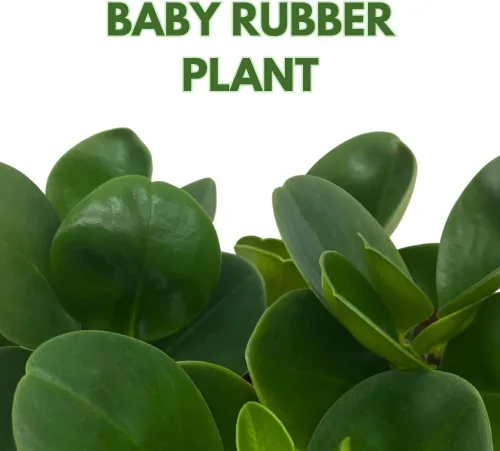 Vista 2 de BubbleBlooms Peperomia Obtusifolia - Planta de mármol verde en maceta de goma de 2 pulgadas con hoja de cuchara pequeña