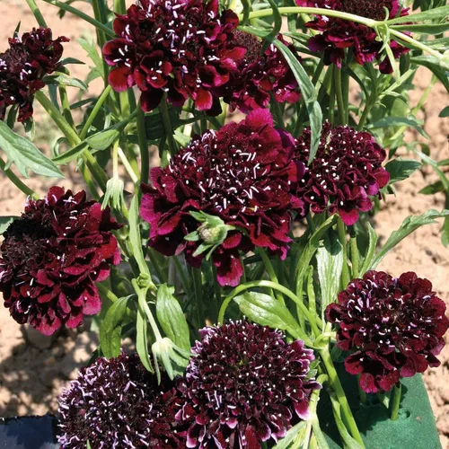 Vista 8 de Outsidepride Burgundy Beau Scabiosa Seeds – 500 semillas de flores perennes que atraen a los polinizadores, hábito de crecimiento vertical y limpio