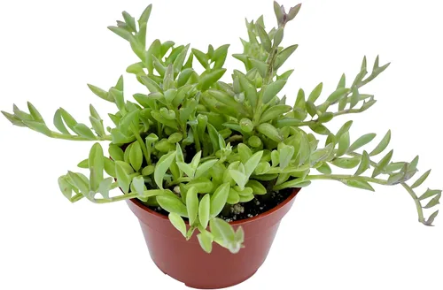 Vista 15 de Suculenta viva de 4 pulgadas "Baby Toes Fenestraria Rhopalophylla, plantas suculentas vivas completamente enraizadas, planta