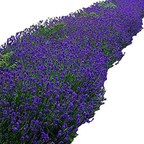 Vista 2 de Park Seed Semillas de lavanda inglesa, ricas en aceites esenciales, paquete de 100 semillas