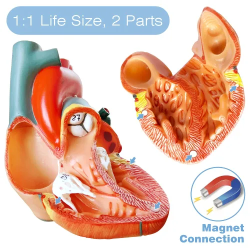 Vista 6 de EVOTECH SCIENTIFIC Modelos de cuerpo humano, esqueleto y corazón, el mejor modelo de anatomía, juego de 3 herramientas prácticas de estudio