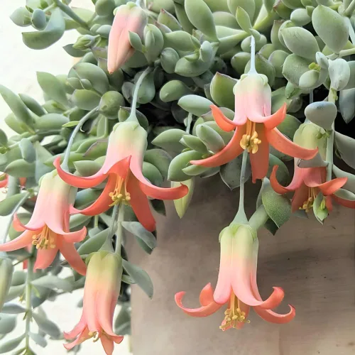 Vista 4 de Cotyledon Pendens - Planta suculenta viva - Maceta de 4 pulgadas Planta de interior rara Suculenta de interior de fácil cuidado