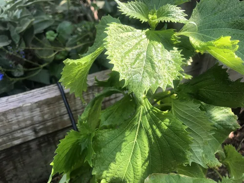Vista 5 de 2 paquetes de Perilla Zi Su Green Shiso - 50 semillas por paquete