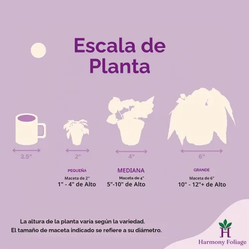 Vista 7 de BubbleBlooms Peperomia Ondulación Esmeralda Roja en una olla de 4 pulgadas Pep Caperata