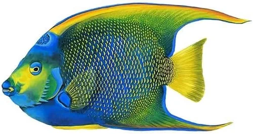 Vista 2 de Mosaico de porcelana para piscina Queen Angelfish (9 x 5 pulgadas)