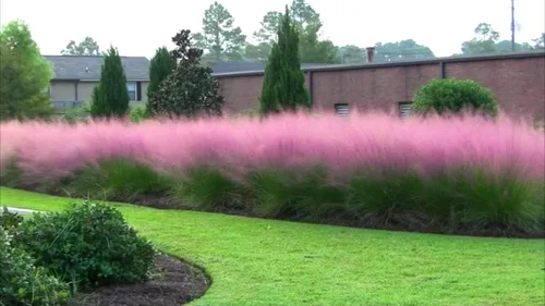 Vista 2 de Semillas de hierba anual ornamental de hierba de las pampas rosa para plantar