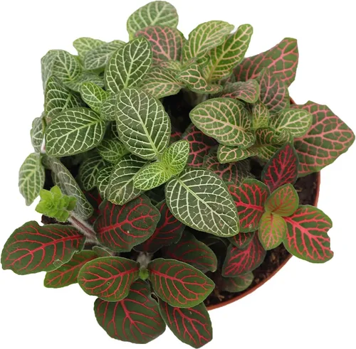 Vista 4 de Planta de Fittonia multicolor -4" de California Tropicals