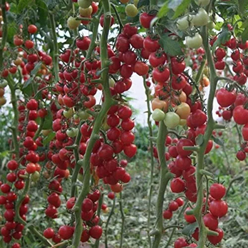 Vista 2 de Vegetal indeterminado no transgénico de tomate rojo de vid para plantar