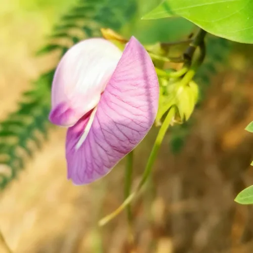 Vista 3 de Semillas de flor de guisante de mariposa para plantar, 35 semillas de Clitoria mixtas, semillas de clitoria sin OMG para jardín ornamental, bonsái