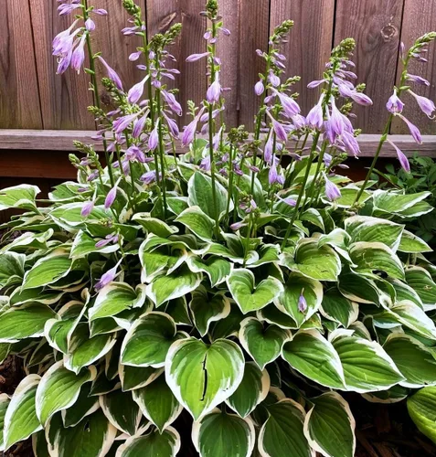 Vista 4 de 100 semillas de hosta en forma de corazón para jardín de sombra perenne para plantar al aire libre