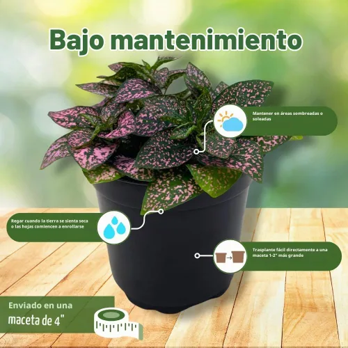 Vista 5 de BubbleBlooms Pink Hypoestes Phyllostachya en una maceta de 4 pulgadas con diseño de lunares
