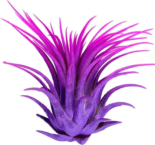 Vista 9 de Planta de aire Rainbow Tillandsia, planta de aire Tillandsia, planta de aire, purificación de aire, planta de casa, decoración y regalo para el azul