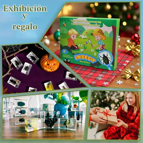 Vista 7 de Specimen de Insecto en Resina, Colección Educativa Científica de 12 Piezas, Exhibición para Aula de Ciencias en Preescolar, Specimens Reales