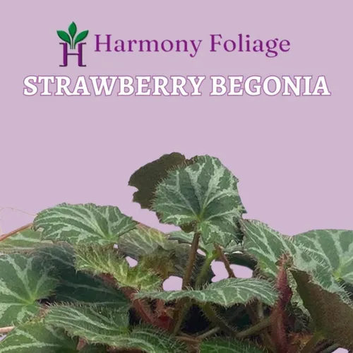 Vista 2 de Begonia de fresa, 4 pulgadas, Saxifraga stolonifera, planta de interior Legacy Heritage