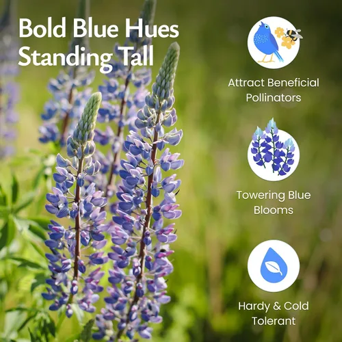 Vista 3 de Created by Nature Blue Lupine Seeds, 750 semillas de flores silvestres perennes