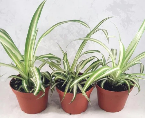 Vista 2 de Planta de araña oceánica - Fácil de cultivar - Limpia el aire - Nuevo - Paquete de 3