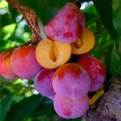 Vista 2 de Más de 150 ciruelos perennes silvestres semillas frutales para plantar al aire libre, semillas de Prunus nativas orgánicas europeas sin OMG